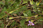 Redstem stork's bill